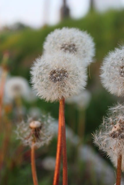 Free download dandelions stems plants flora free picture to be edited with GIMP free online image editor