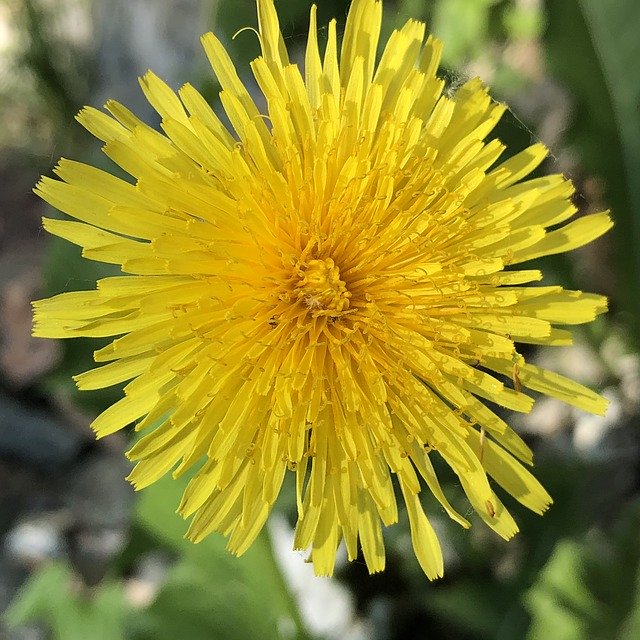 Free download Dandelion Summer Flower -  free photo or picture to be edited with GIMP online image editor