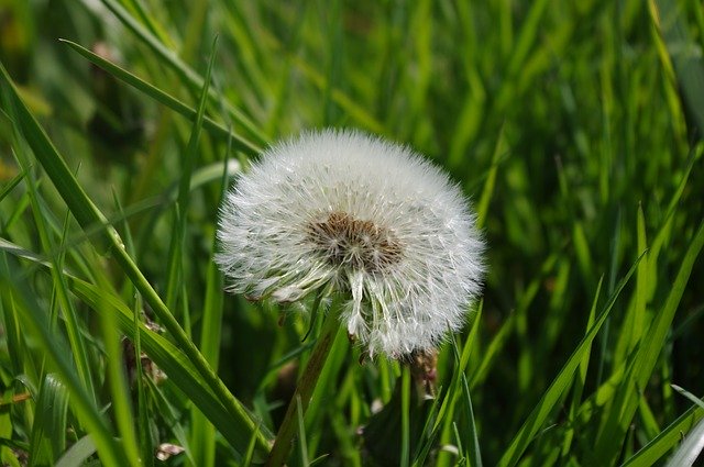 Free download Dandelion Summer Garden -  free photo or picture to be edited with GIMP online image editor