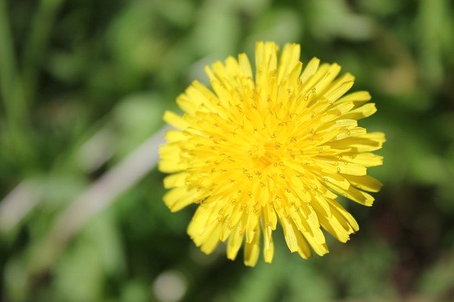 Free download Dandelion Summer Yellow -  free photo or picture to be edited with GIMP online image editor