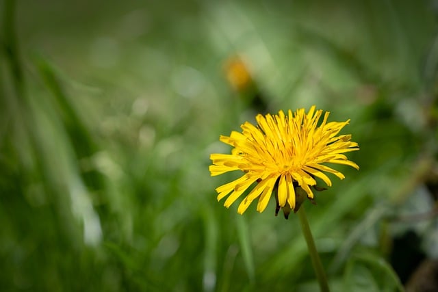 Free download dandelion taraxacum officinale free picture to be edited with GIMP free online image editor