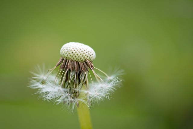 Free download dandelion taraxacum officinale faded free picture to be edited with GIMP free online image editor