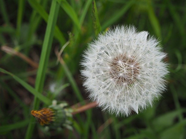 Free download Dandelion Topknot Meadow Flower -  free photo or picture to be edited with GIMP online image editor