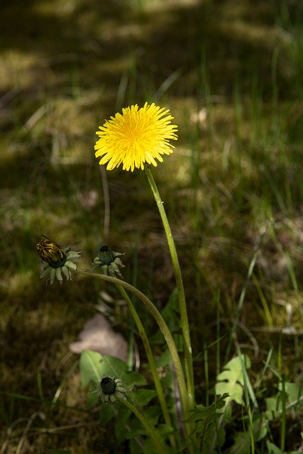 Free download Dandelion Weeds Nature -  free photo or picture to be edited with GIMP online image editor