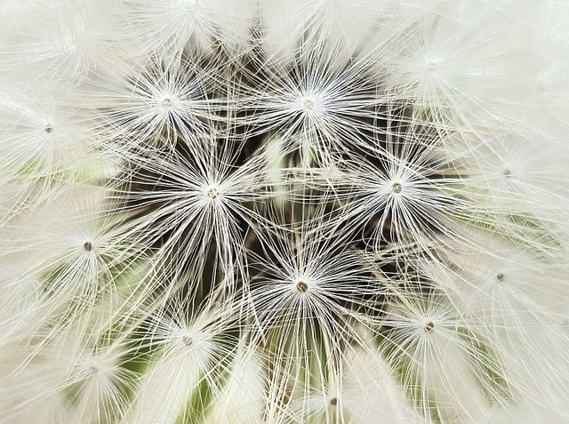 Free download dandelion white flower seeds free picture to be edited with GIMP free online image editor