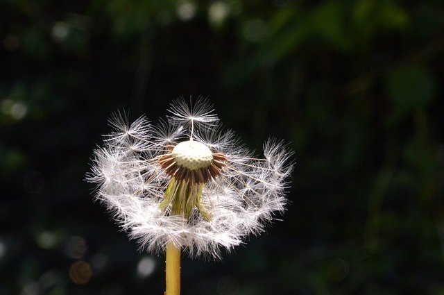 Free download Dandelion White Plants -  free photo or picture to be edited with GIMP online image editor