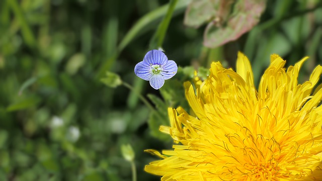 Free download dandelion white yellow violet free picture to be edited with GIMP free online image editor