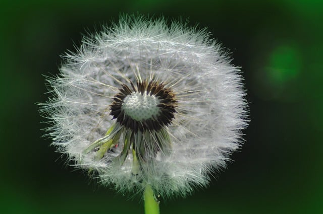 Free download dandelion wildflower flower spring free picture to be edited with GIMP free online image editor