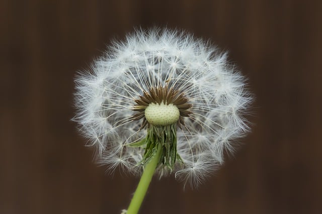 Free download dandelion wildflower nature seeds free picture to be edited with GIMP free online image editor