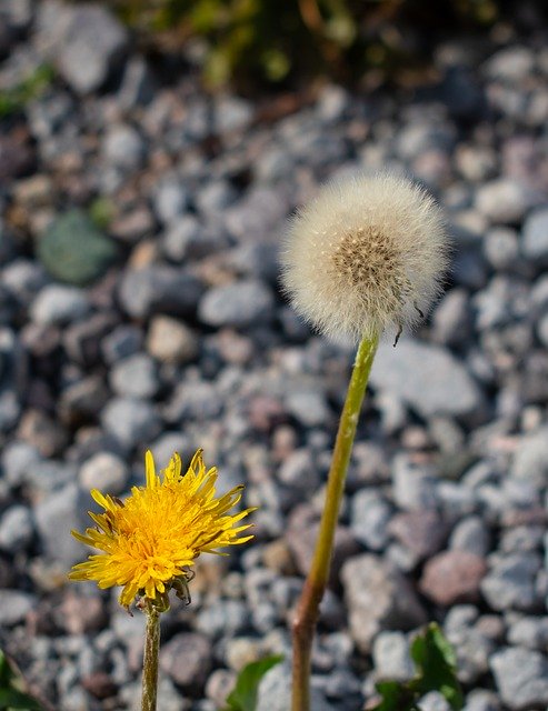 Free download Dandelion Wild Flowers Rocks -  free photo or picture to be edited with GIMP online image editor