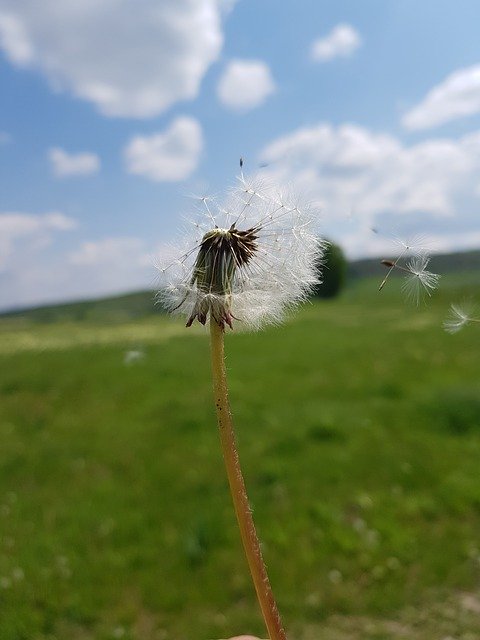 Free download Dandelion Wind Plant -  free photo or picture to be edited with GIMP online image editor