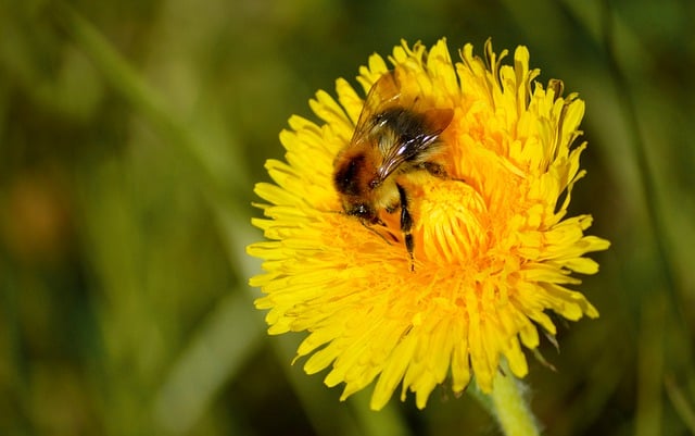 Free download dandelion yellow flower bee free picture to be edited with GIMP free online image editor