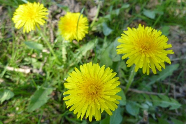 Free download Dandelion Yellow Green -  free photo or picture to be edited with GIMP online image editor