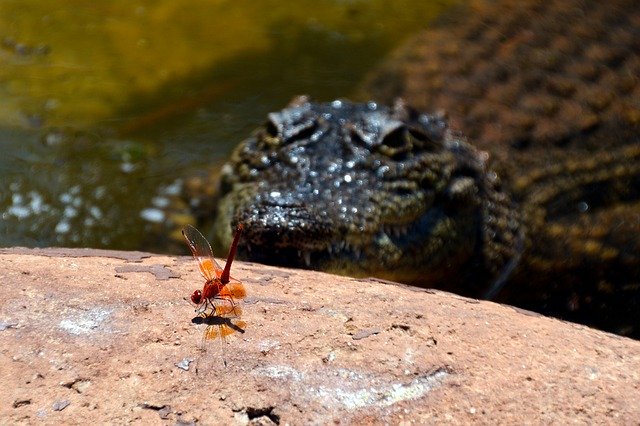 Free download Danger Insect Crocodile Animal -  free photo or picture to be edited with GIMP online image editor