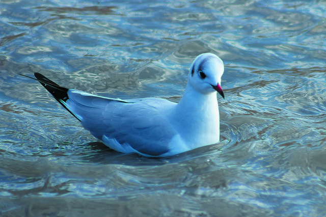 Free download Dankasirály Seagull Bird -  free photo or picture to be edited with GIMP online image editor