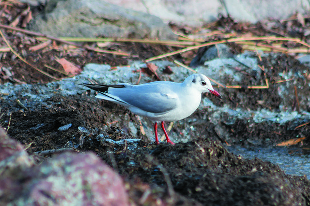 Free download Dankasirály Water Bird Hunting -  free photo or picture to be edited with GIMP online image editor