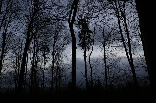 Free download Dark Forrest Mysterious -  free photo or picture to be edited with GIMP online image editor