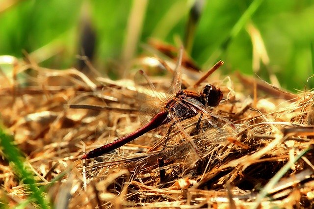 Free download Darter Sympetrum Dragonfly Insect -  free photo or picture to be edited with GIMP online image editor