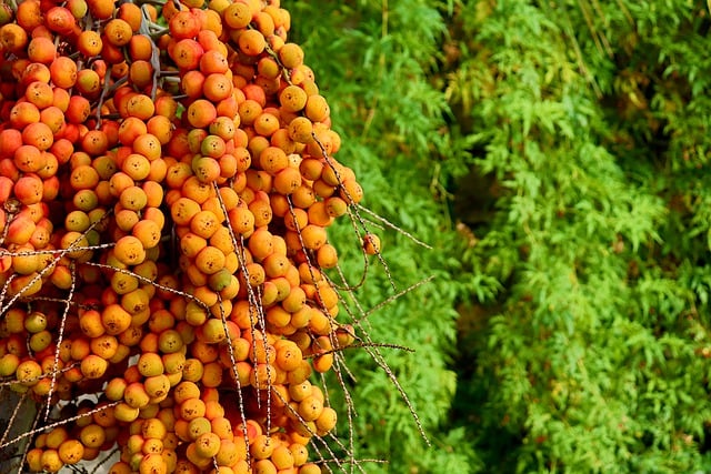 Free download dates date palm fruit tree plant free picture to be edited with GIMP free online image editor