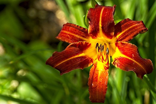 Free download daylily flower lily petals free picture to be edited with GIMP free online image editor