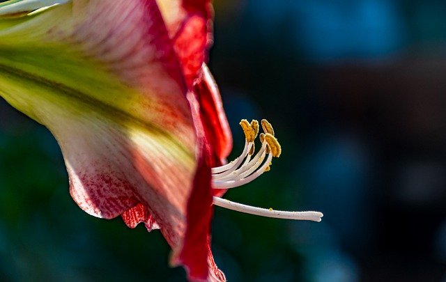 Free download daylily flower macro nature garden free picture to be edited with GIMP free online image editor