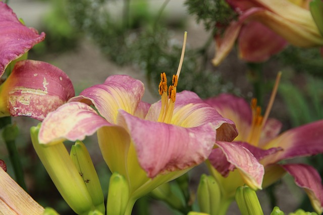 Free download day lily flower pink nature plant free picture to be edited with GIMP free online image editor