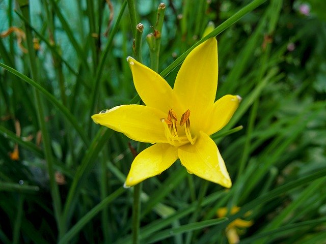 Free download Daylily Nature Lily Close -  free photo or picture to be edited with GIMP online image editor