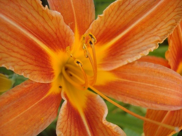 Free download Daylily Orange Nature -  free photo or picture to be edited with GIMP online image editor