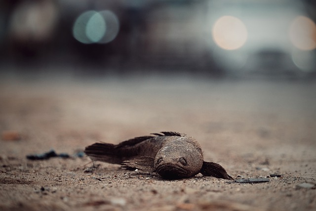 Free download dead fish sand road fish bokeh free picture to be edited with GIMP free online image editor