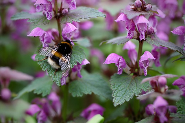 Free download dead nettle bumblebee free picture to be edited with GIMP free online image editor