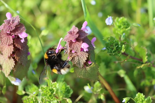 Free download dead nettle nettle flowers spring free picture to be edited with GIMP free online image editor