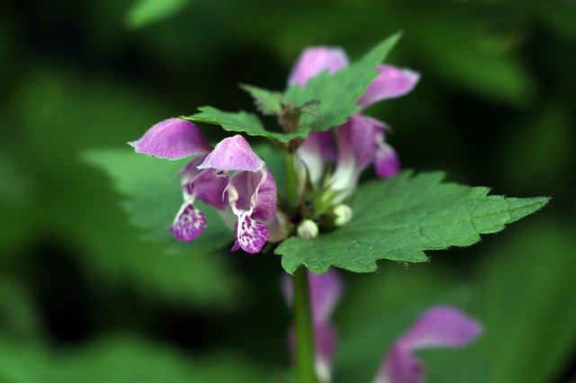 Free download Dead Nettle Violet Blossom -  free photo or picture to be edited with GIMP online image editor