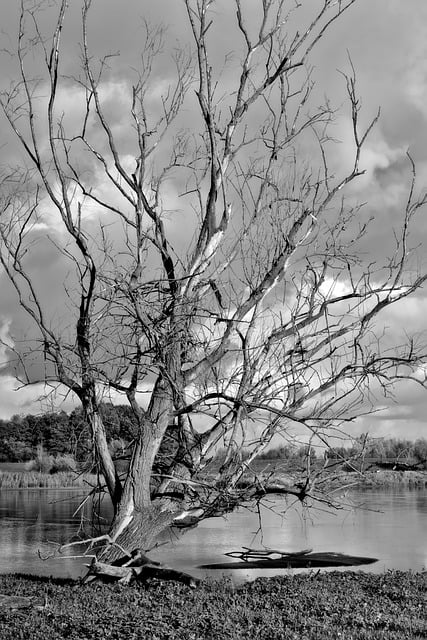 Free download dead tree dry branches free picture to be edited with GIMP free online image editor