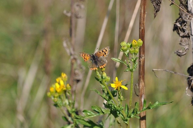 Free download Death Transience Butterfly -  free photo or picture to be edited with GIMP online image editor