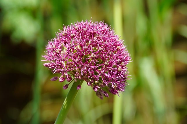 Free download decorative garlic flower free picture to be edited with GIMP free online image editor