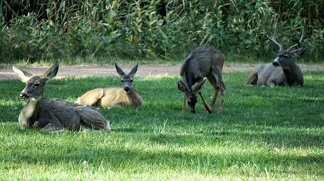 Free download Deer America Mammal -  free photo or picture to be edited with GIMP online image editor