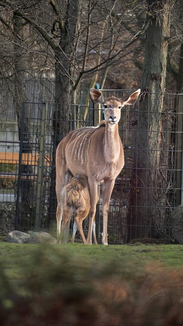 Free download deer animal fawn park forest zoo free picture to be edited with GIMP free online image editor