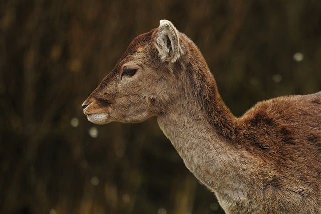 Free download deer animal forest nature free picture to be edited with GIMP free online image editor