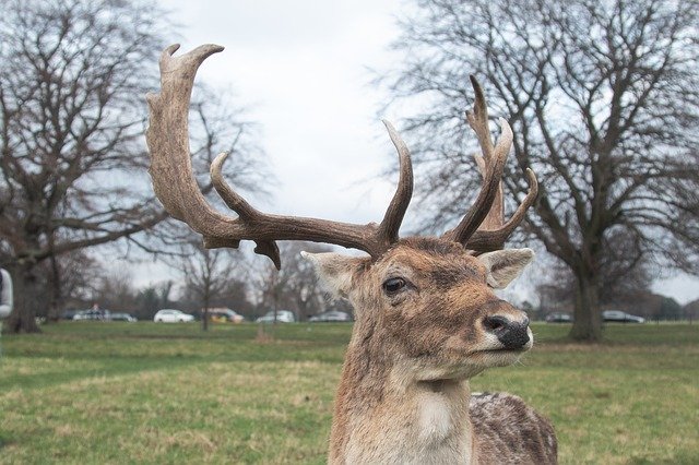 Free download Deer Animal Green -  free photo or picture to be edited with GIMP online image editor