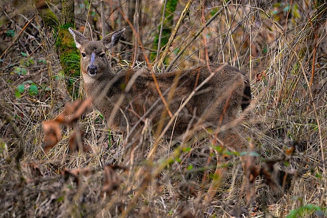 Free download deer animal nature wildlife doe free picture to be edited with GIMP free online image editor