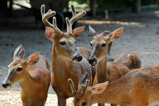 Free download deer animals doe buck mammals free picture to be edited with GIMP free online image editor