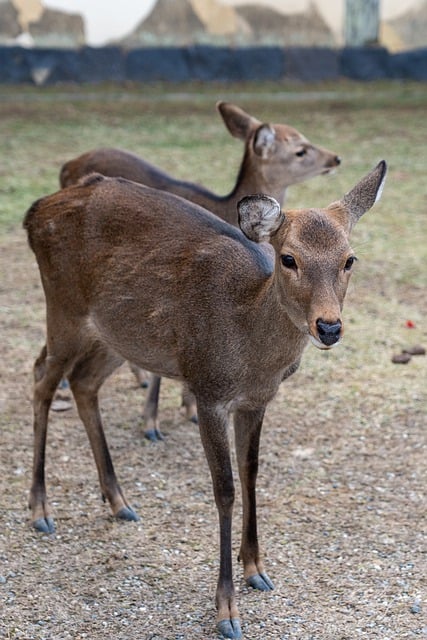 Free download deer animals nature kofukuji temple free picture to be edited with GIMP free online image editor