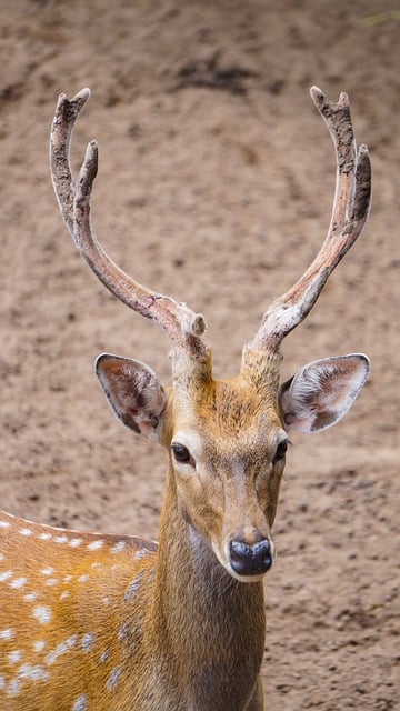 Free download deer animal wildlife head antlers free picture to be edited with GIMP free online image editor