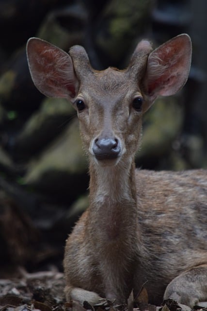 Free download deer animal wildlife nature forest free picture to be edited with GIMP free online image editor