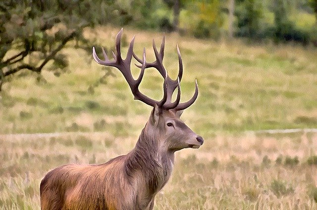 Free download Deer Antlers Natural -  free illustration to be edited with GIMP free online image editor