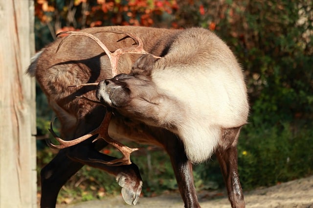 Free download deer antler zoo hanover animal free picture to be edited with GIMP free online image editor