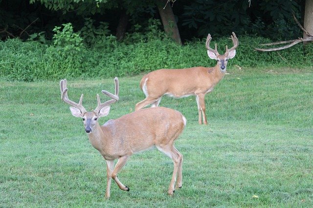 Free download Deer Bucks West Virginia -  free photo or picture to be edited with GIMP online image editor