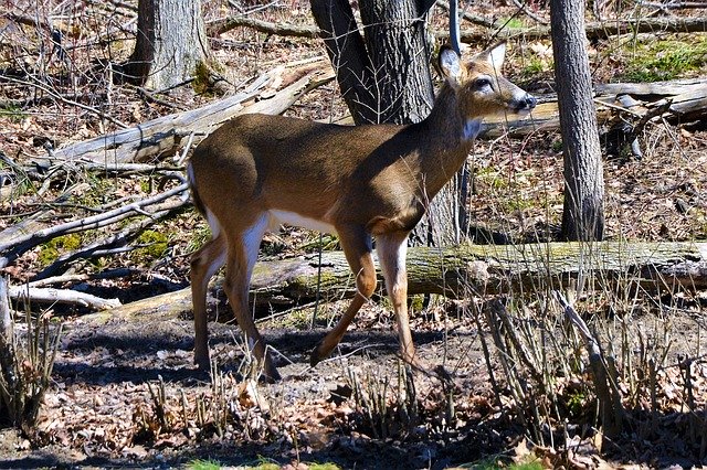 Free download Deer Buck Whitetail Shed -  free photo or picture to be edited with GIMP online image editor