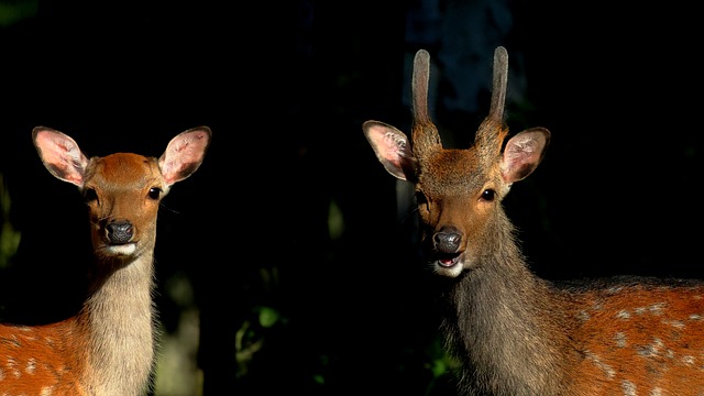 Free download deer couple ruminants eyes free picture to be edited with GIMP free online image editor