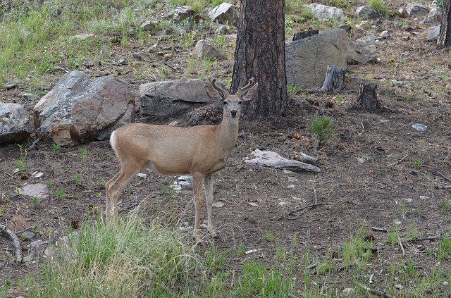 Free download Deer Custer -  free photo or picture to be edited with GIMP online image editor